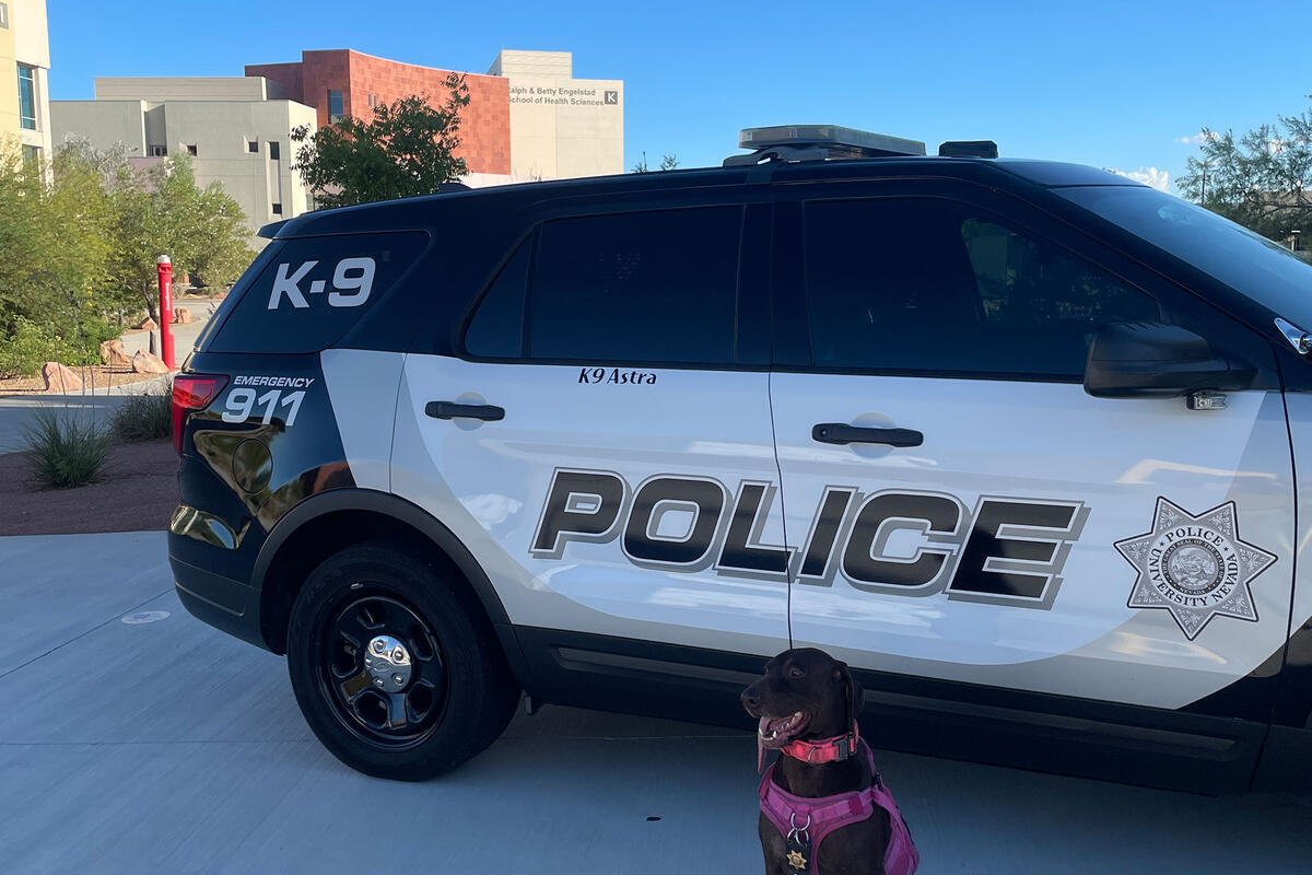 A German Shorthaired Pointer wearing a harness sitting in front of a police car on campus