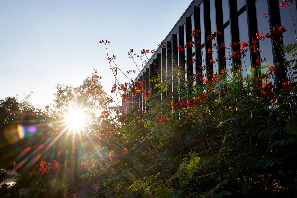 A bush of flowers with the sun peeking through it