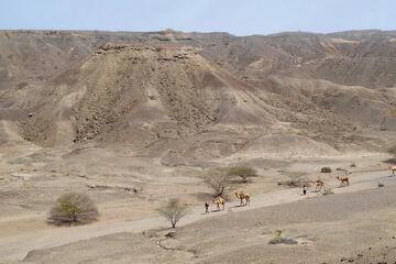 A camel caravan winds its way through the sun-blasted hills of Ethiopia’s Ledi- Geraru region.