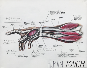 illustration of hand anatomy 