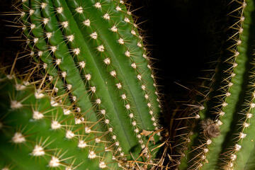close up of flying saucer cactus