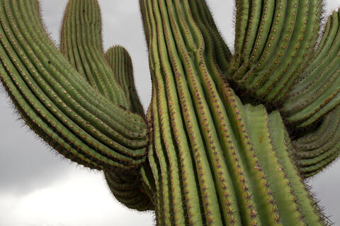 close up of saguaro cactus
