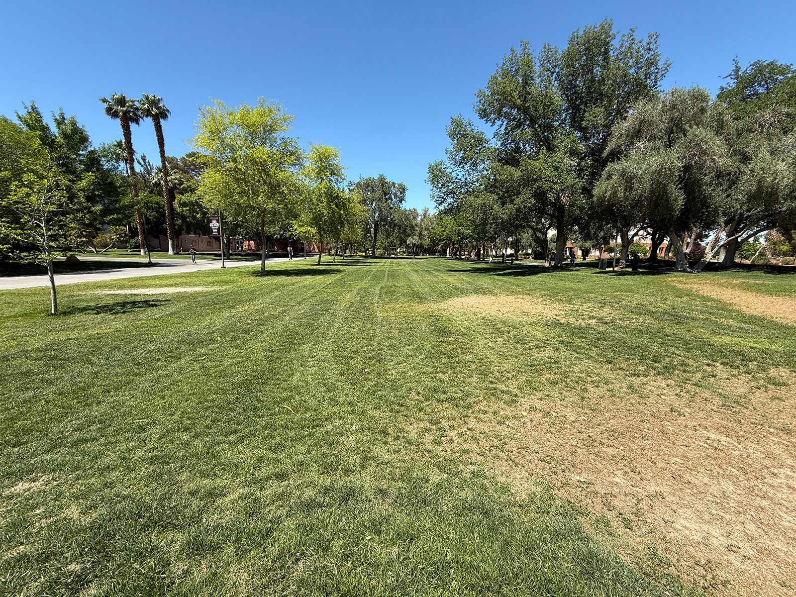 A grass field with trees on campus