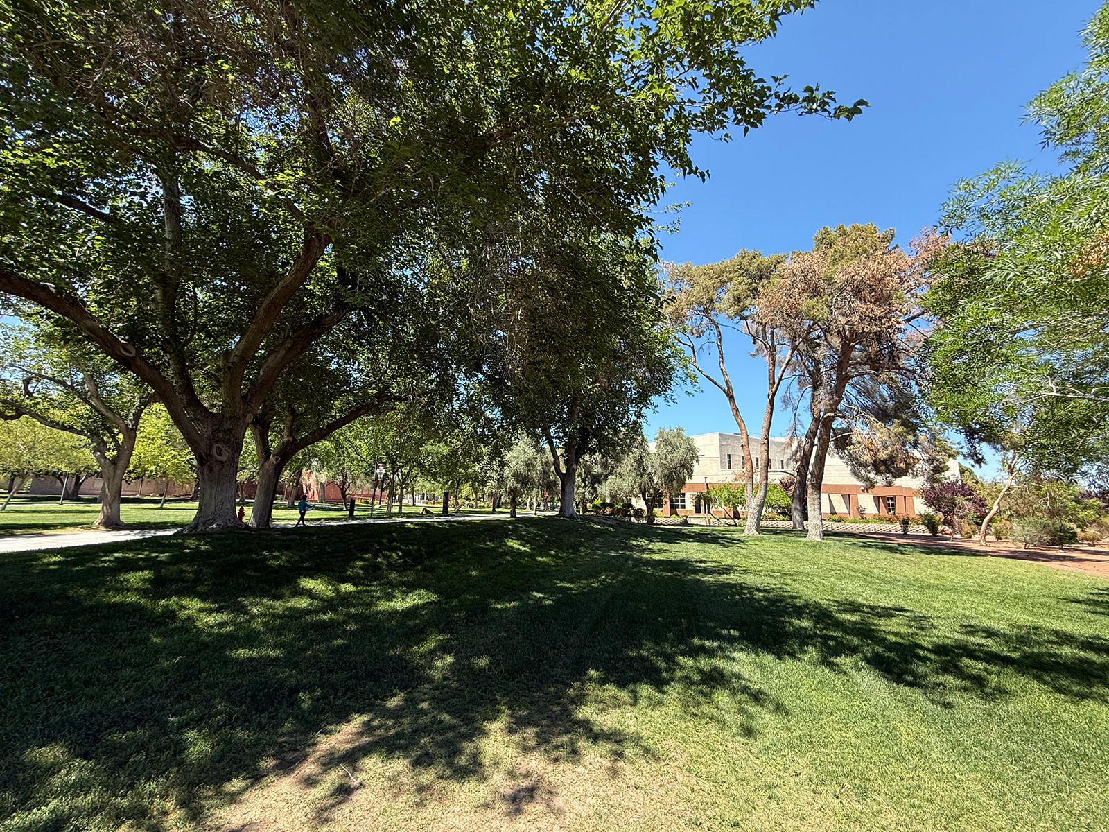 A grass field with trees