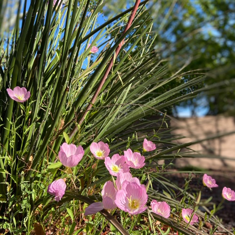 A green plant with pink flowers