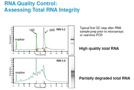 RNA Applications | Genomics | University of Nevada, Las Vegas