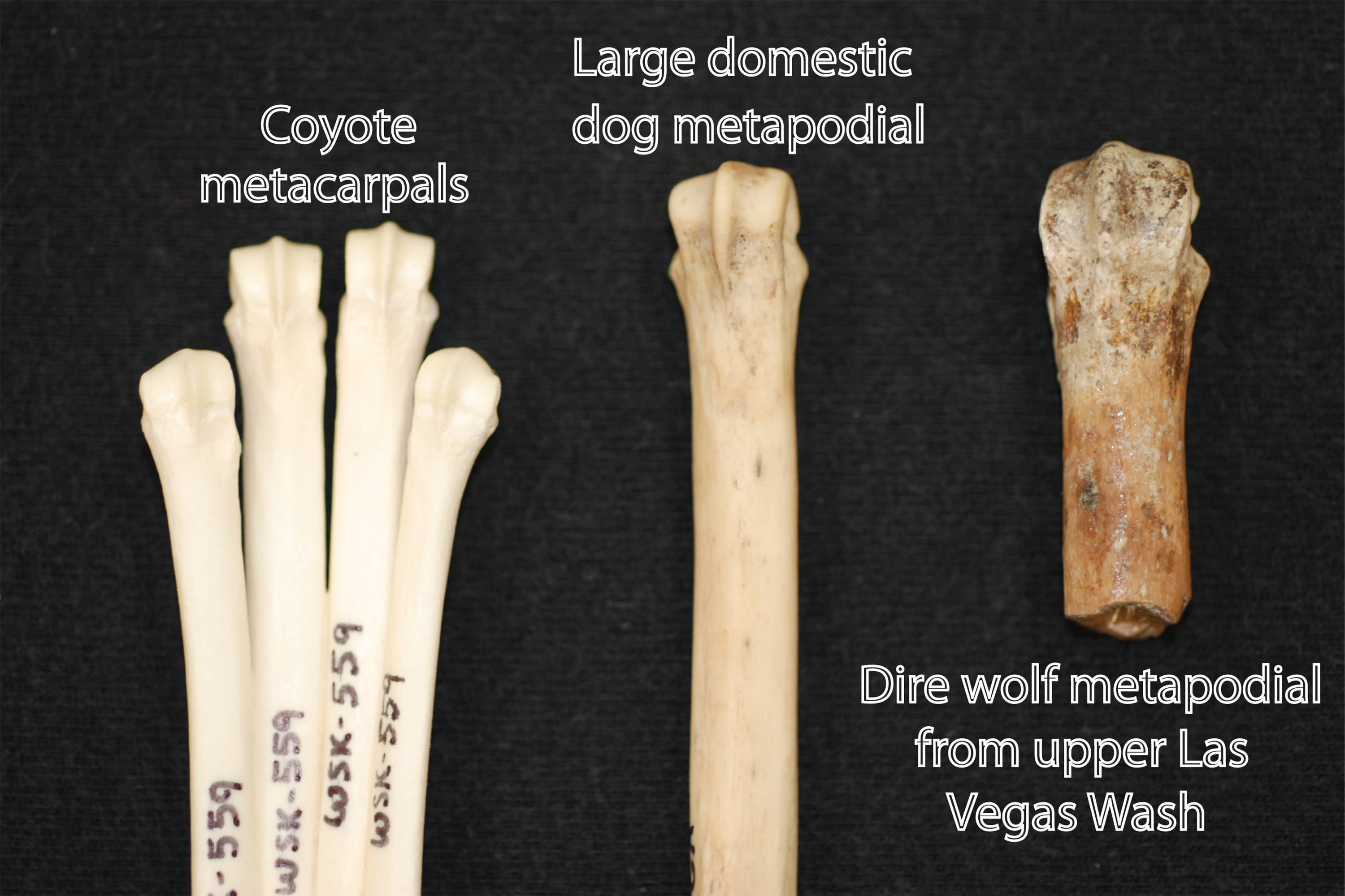 UNLV Researchers Find First Evidence of Ice Age Wolves in Nevada News