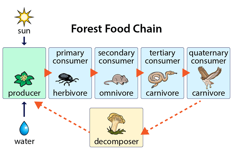 Infographic about the Forest Food Chain