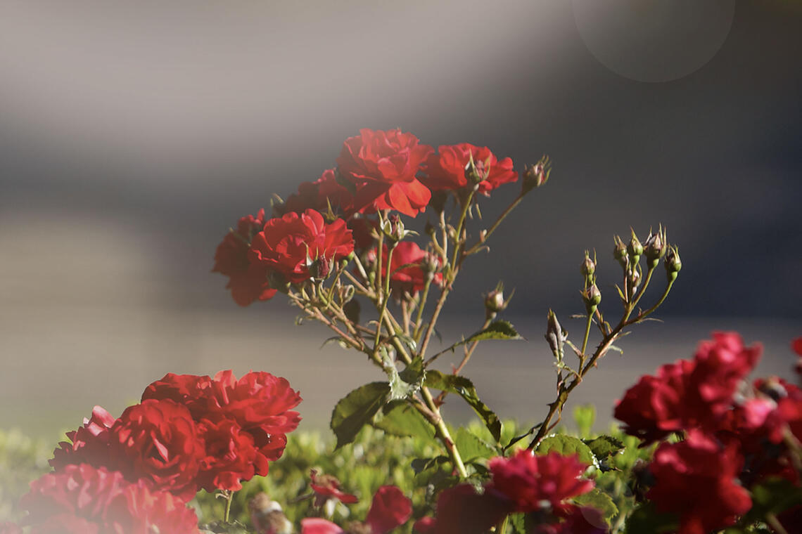 A close up shot of red flowers
