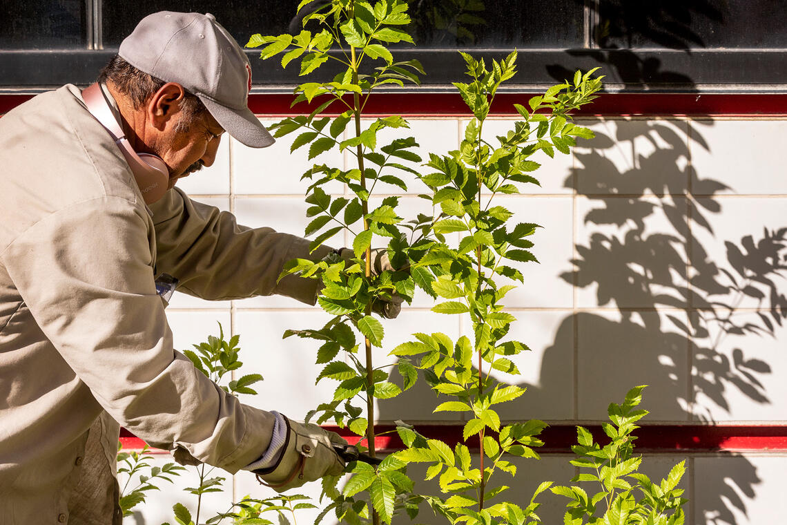 Man trimming a tree.