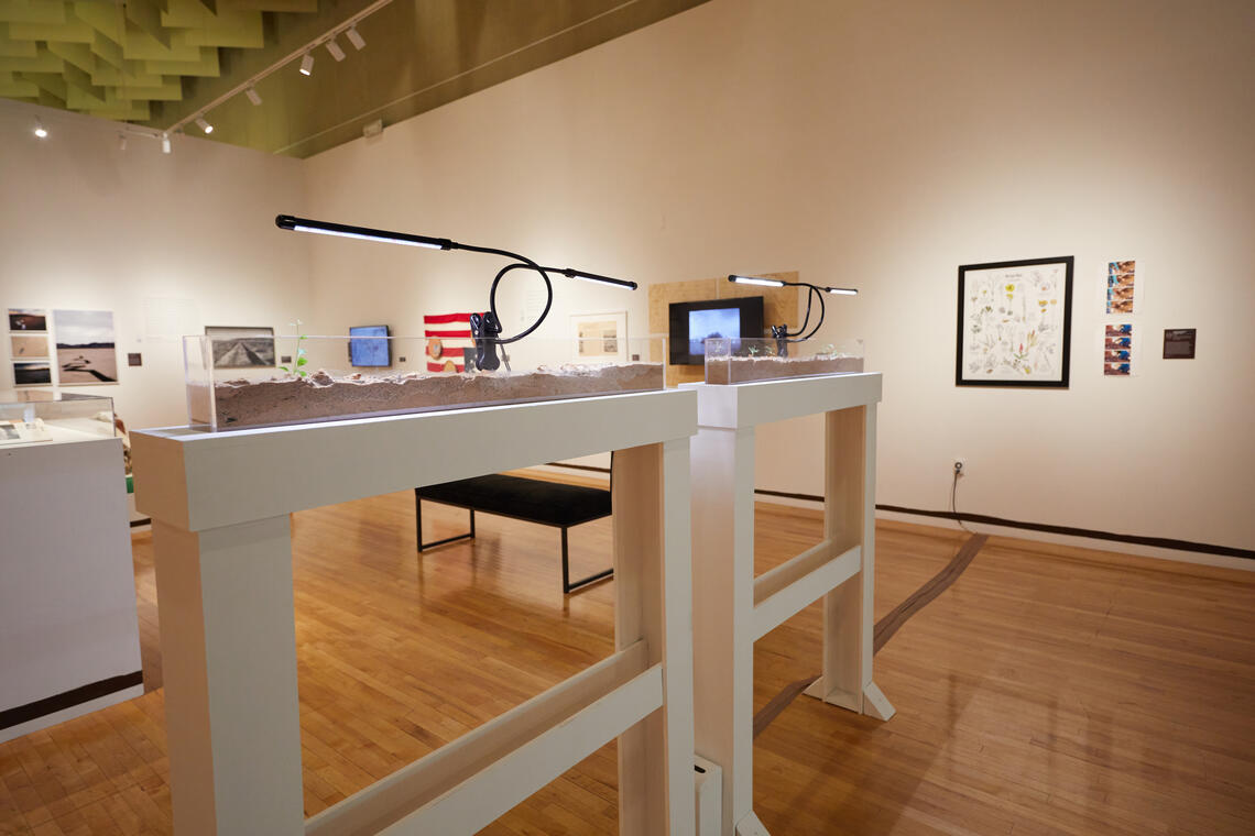 TV monitors and framed artworks hang on the walls of a large room with wooden floors. Two long, thin transparent troughs lit with artificial lights and half-filled with earth and plants are stationed on tall stands in the foreground. Pedestals and benches are visible behind them.