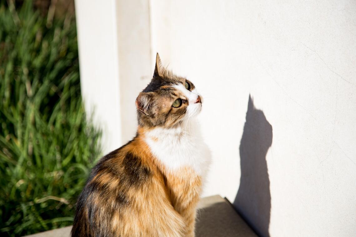 A cat and its shadow