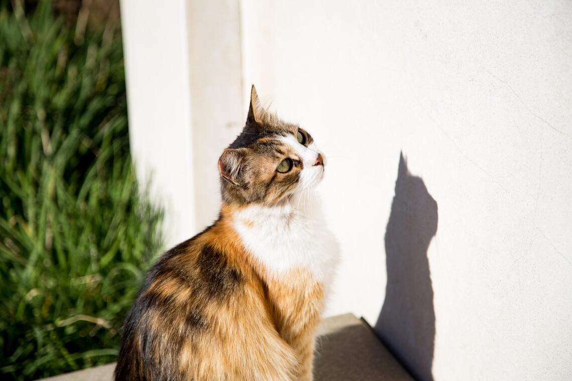 A cat and its shadow