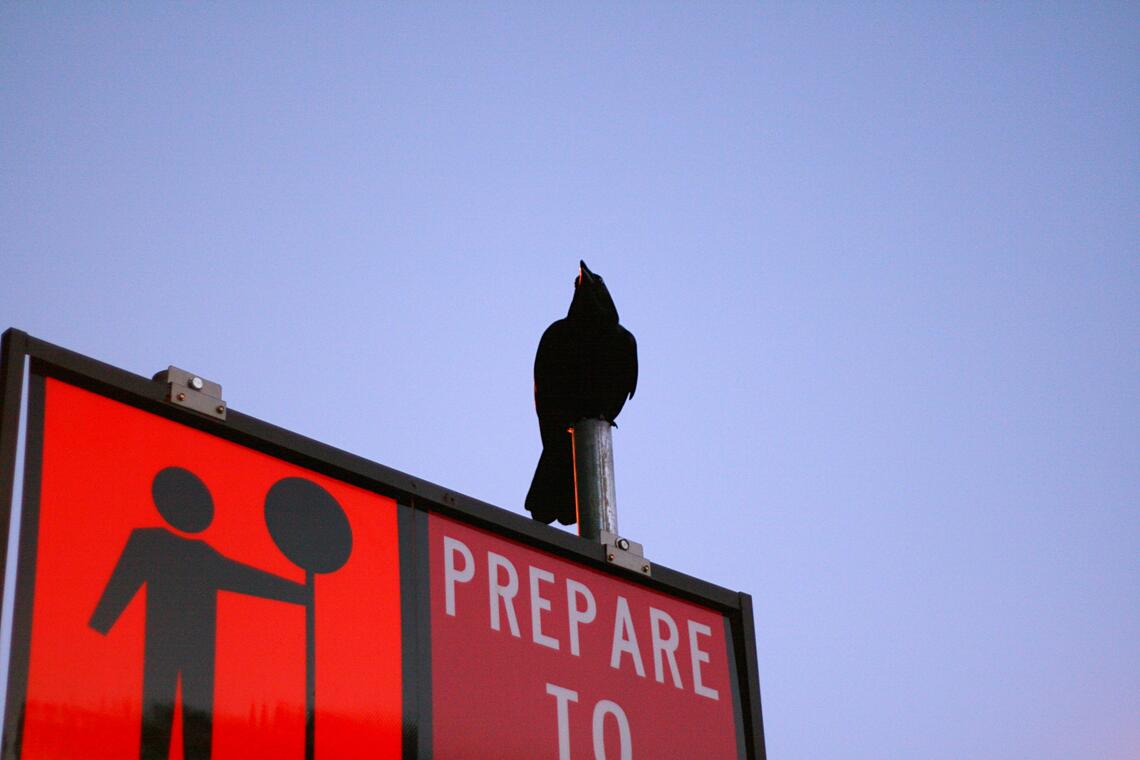 Prepare on a sign with a bird