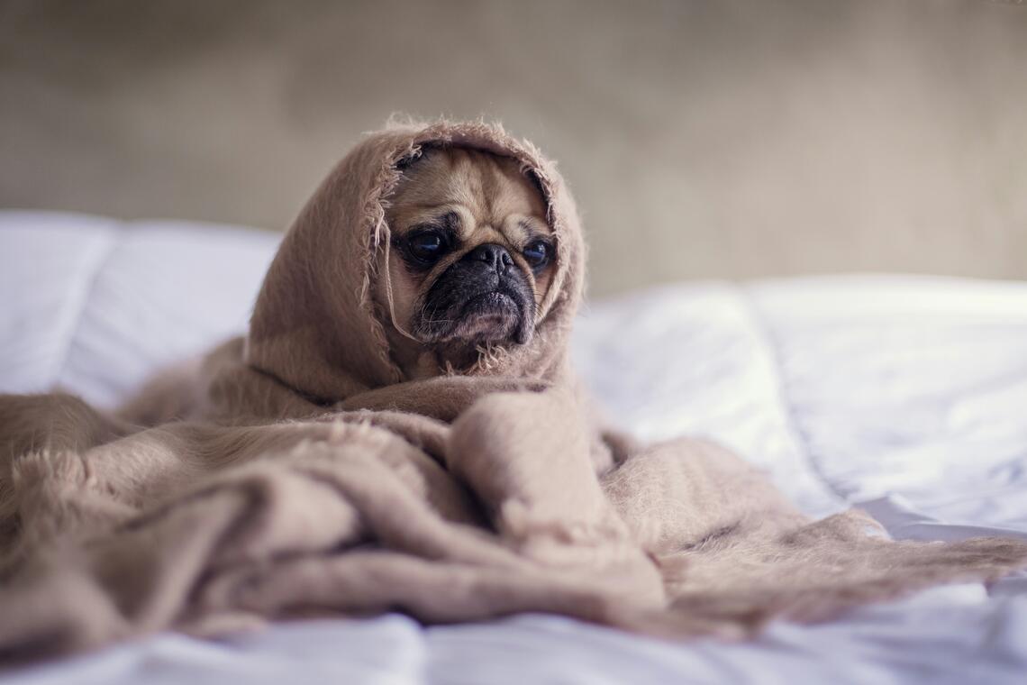 A sad-looking dog in a blanket