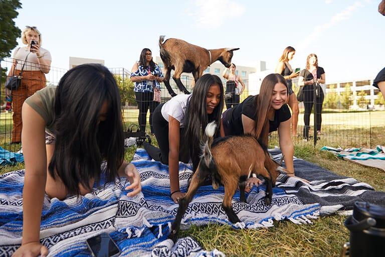 Students practicing yoga with a goat jumping on their backs