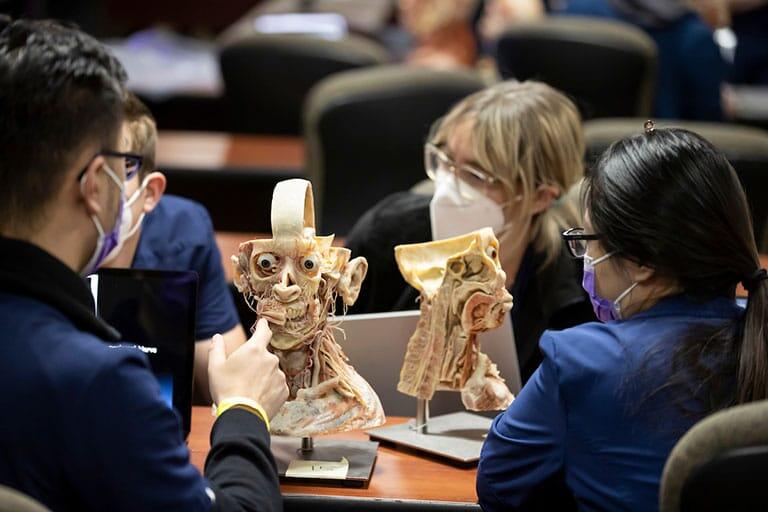 Dental students study head model