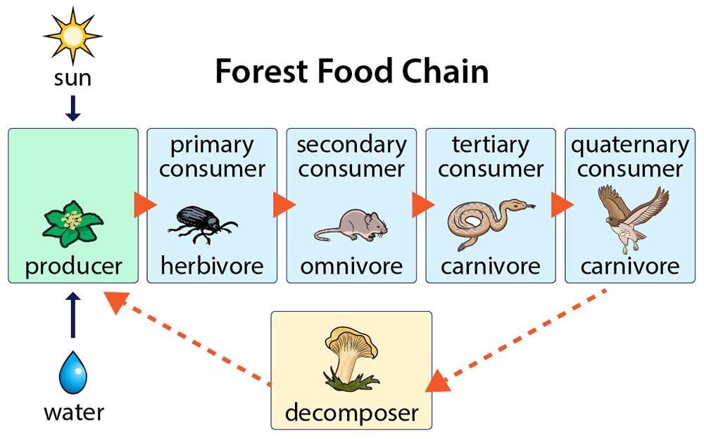 Infographic about the Forest Food Chain