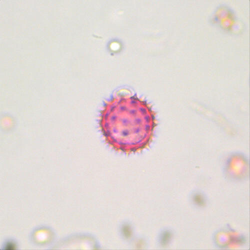 Eupatorium (Dog Fennel)