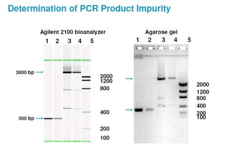 Determination of PCR Product Impurity