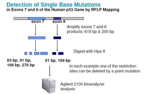 Detection of Single Base Mutations