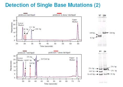 Detection of Single Base Mutations