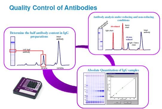 Quality Control of Antibodies