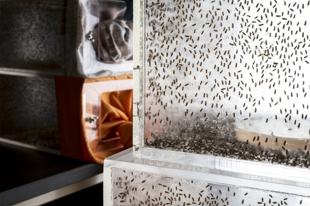 Fruit flies in a plexiglass container.
