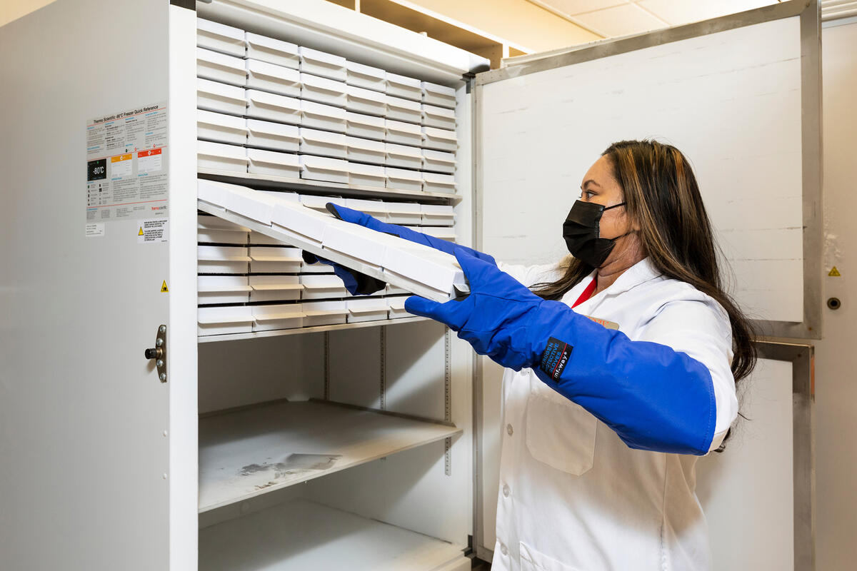 A woman places a tray inside a research freezer