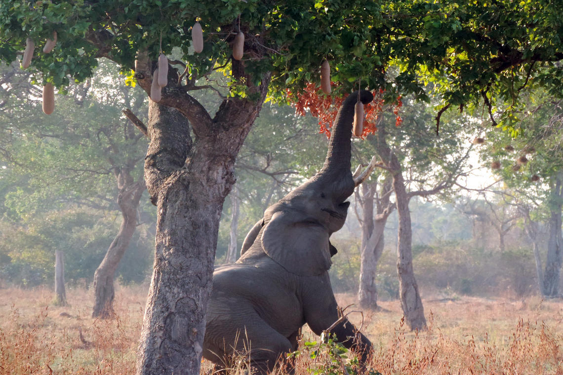 elephant reaching into tree