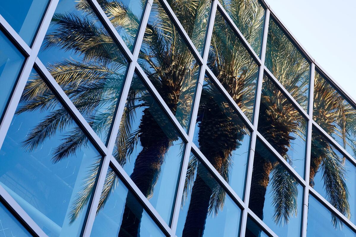 Building window with reflection of palm trees