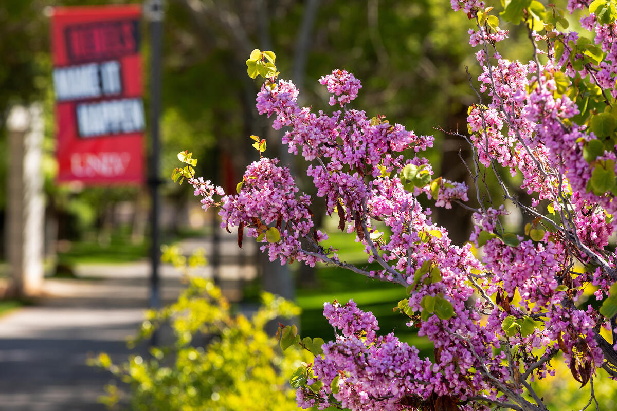Trees and foliage on campus with blooming flowers and rich green leaves. A red UNLV banner in the background along the path.