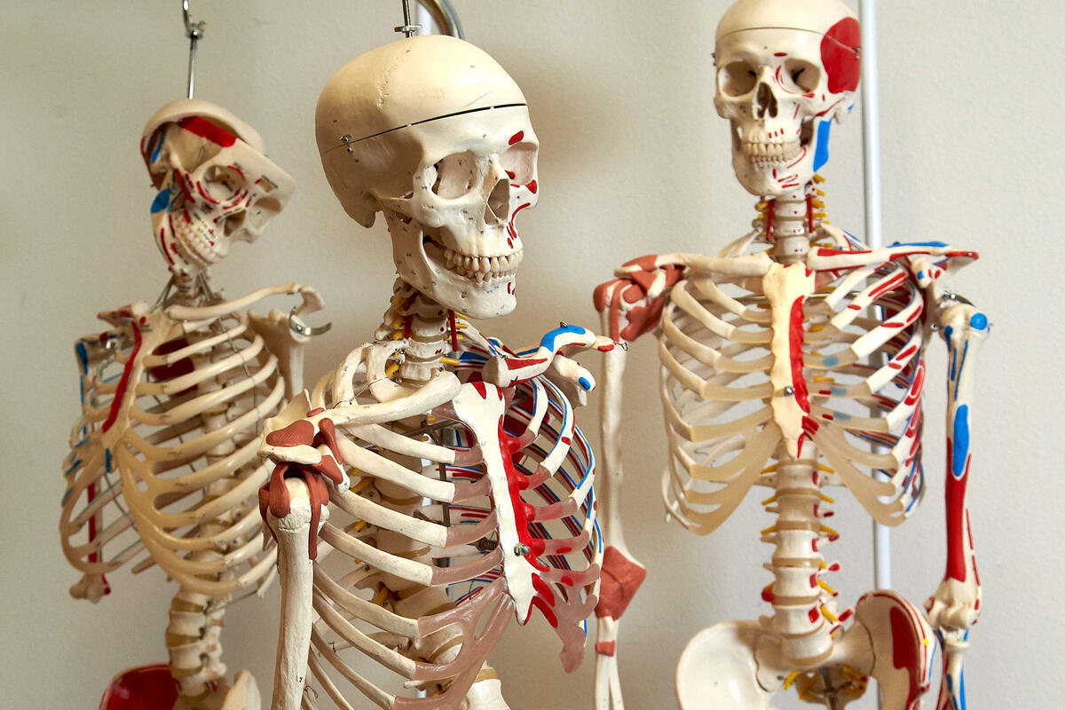 Three model skeletons