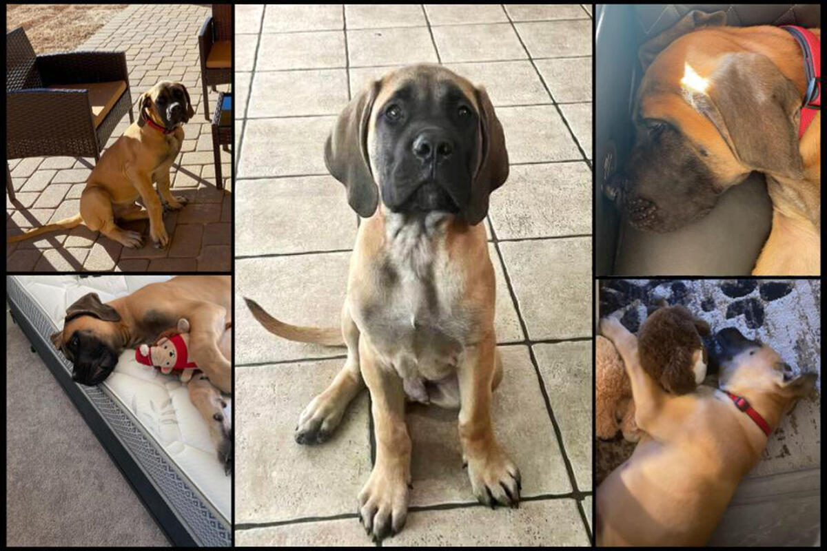 collage of mastiff dog pictures