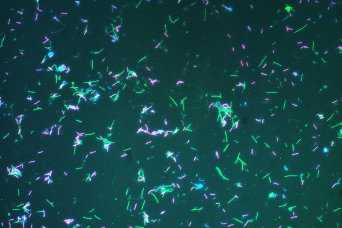 Scientists Unveil New System for Naming Majority of the World's