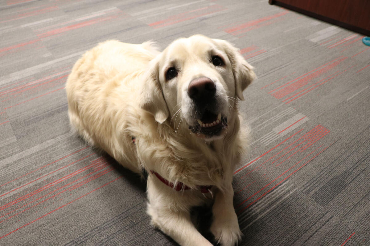 UNLV Health Mojave Counseling's therapy dog