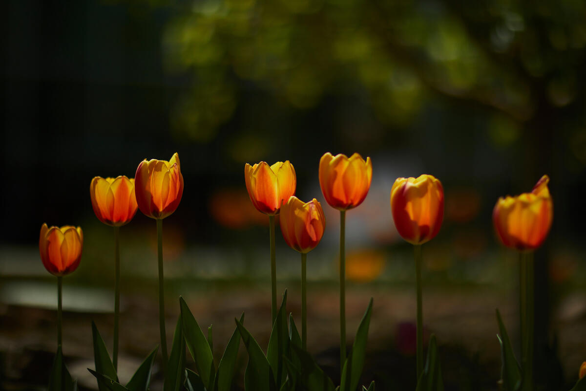 UNLV Newsmakers 2024: March UNLV