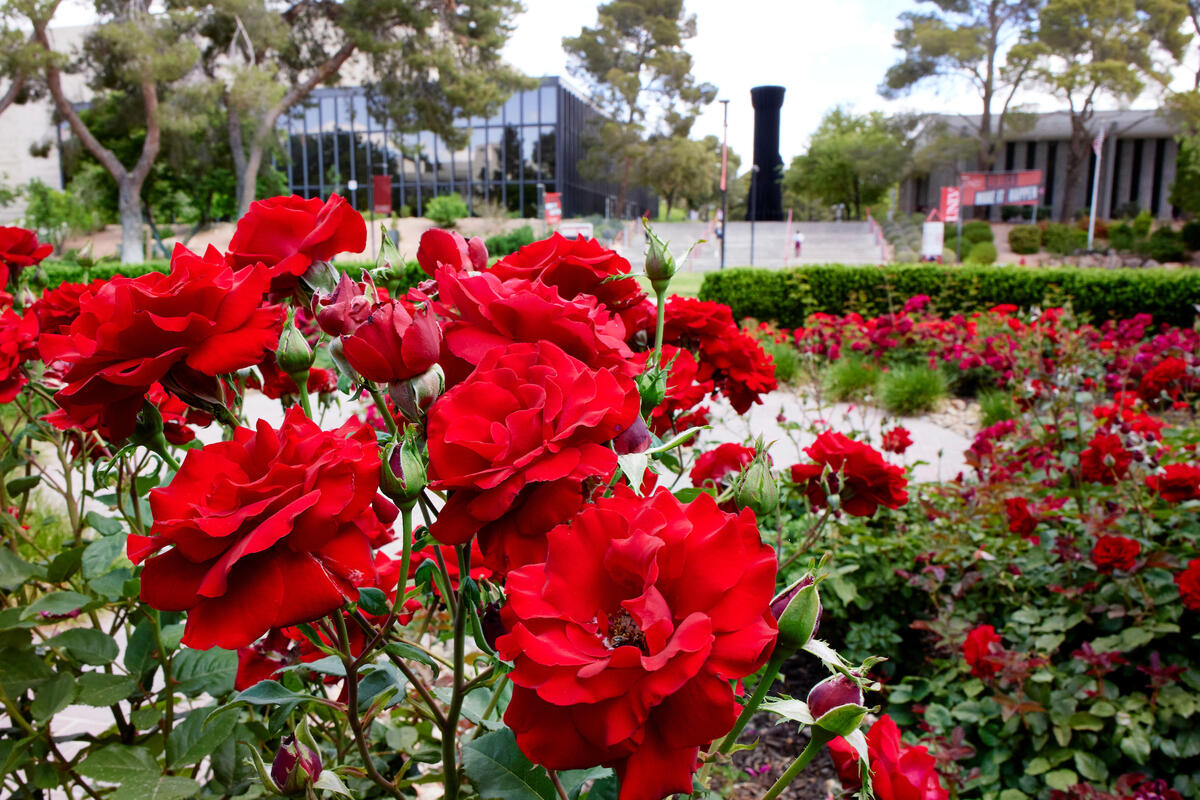 red rose bushes outdoors