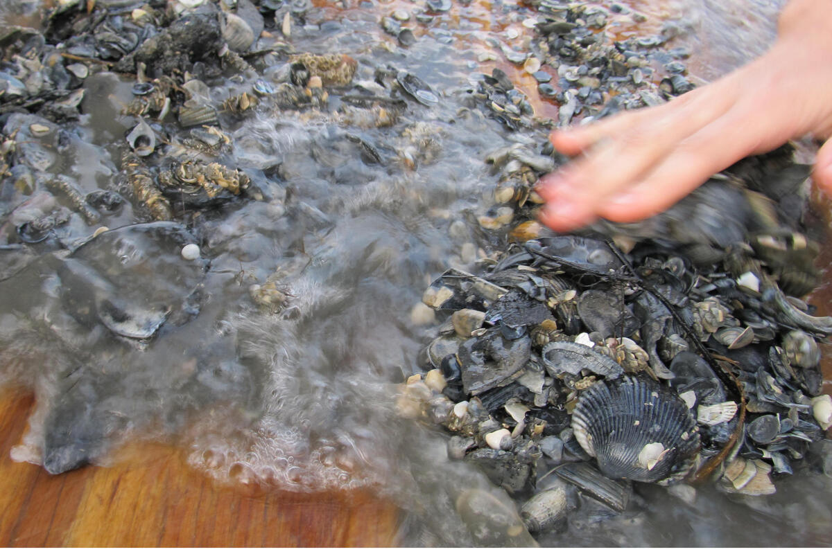 sea shells spread on table with water pouring over them
