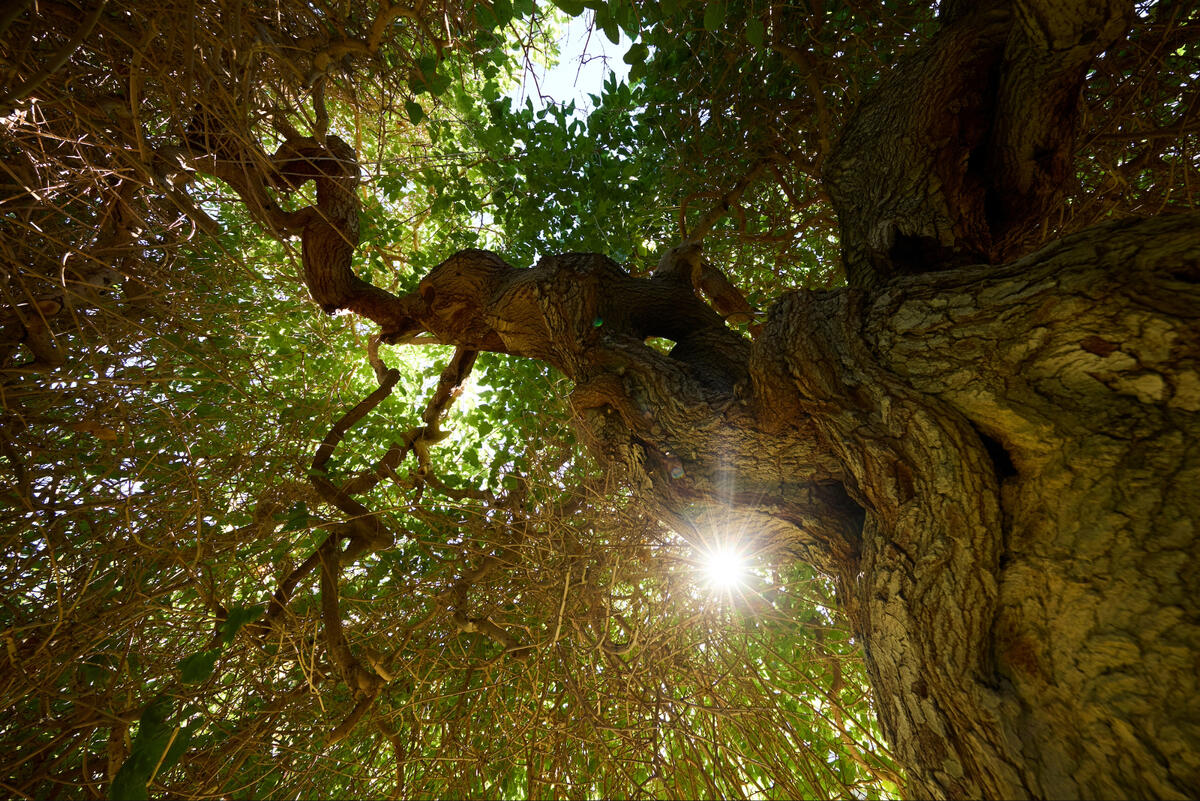 Looking up at a canopy of trees.