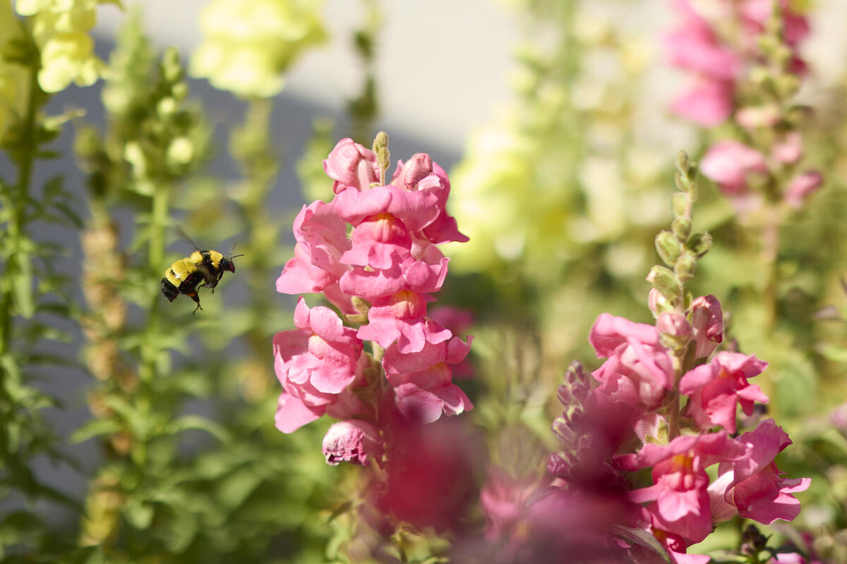 springtime bees