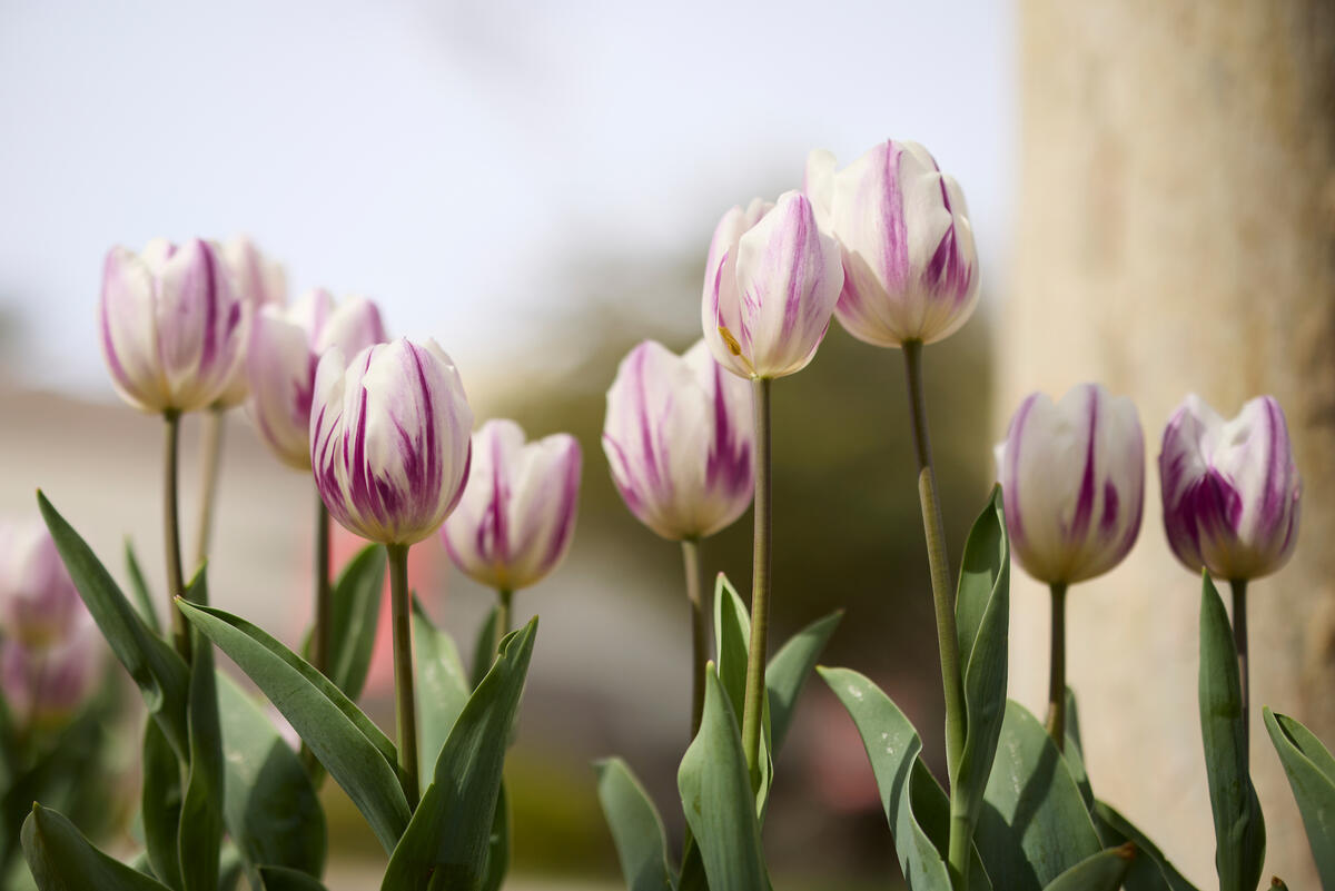 Tulips on campus