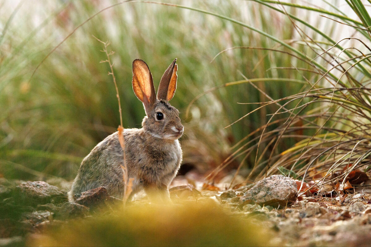 A desert cottontail rabbit in the landscaping.