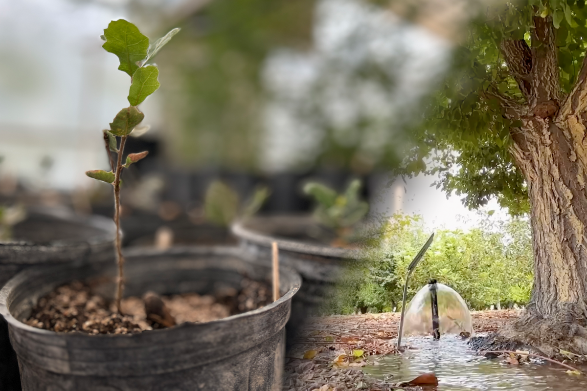 Center for Urban Water Conservation plants