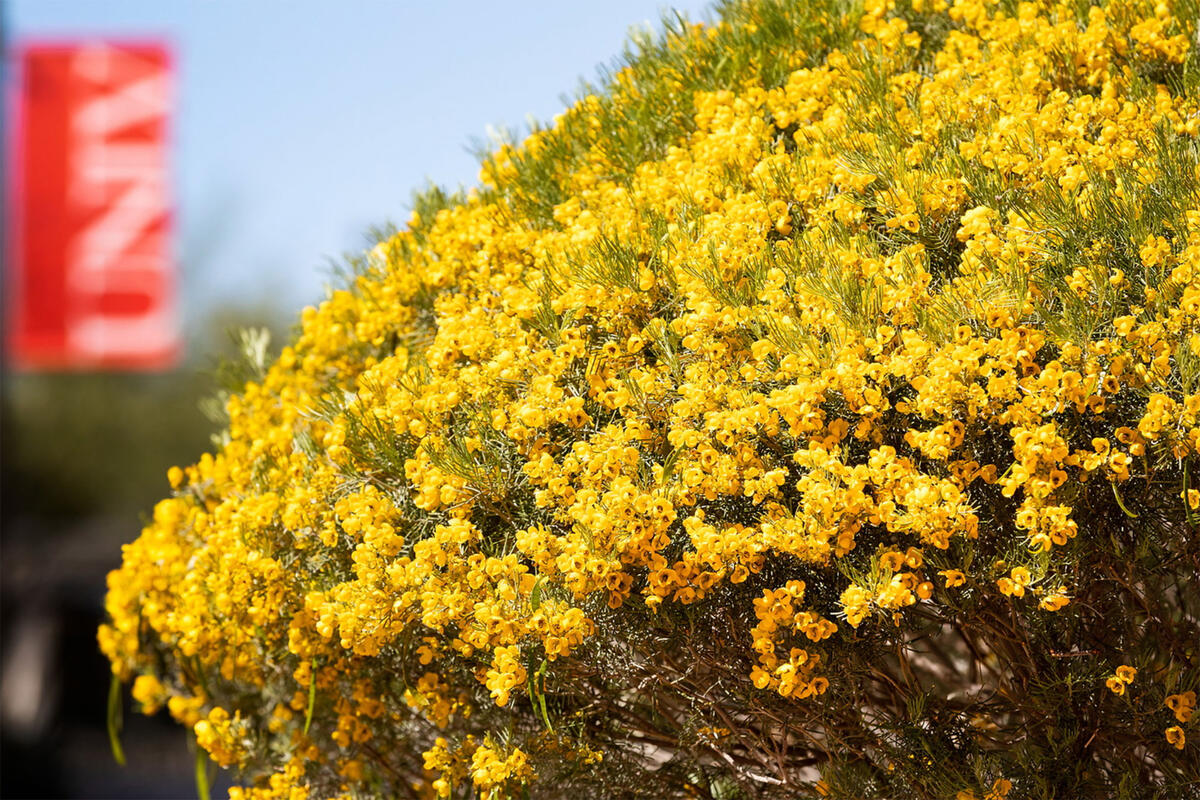 Yellow flower bush