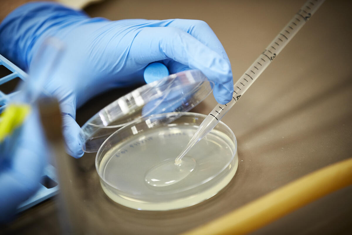 gloved hand squirting liquid from syringe onto a petri dish
