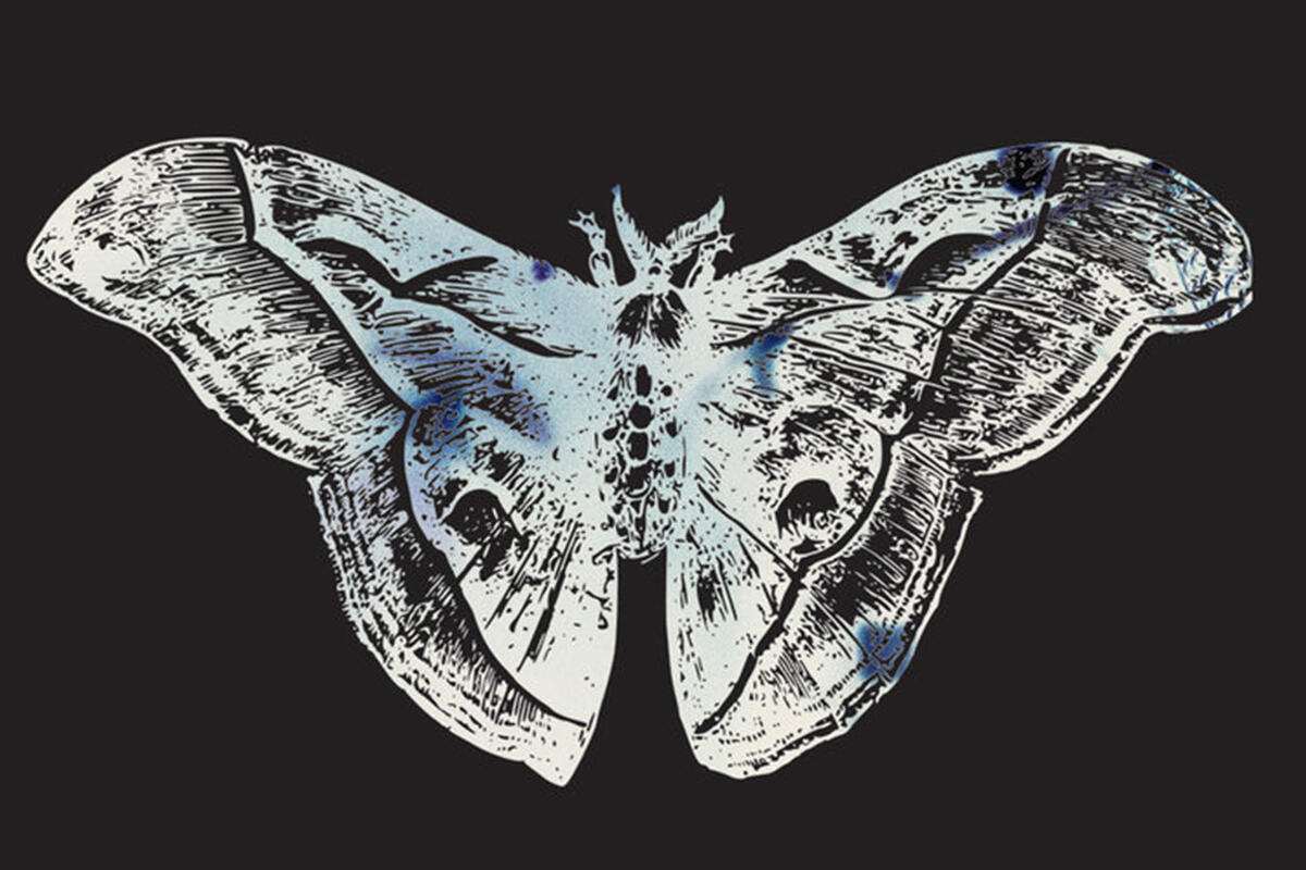 illustration of a moth