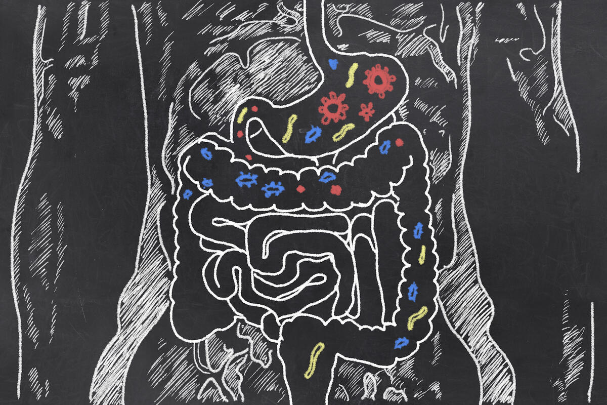 chalk drawing of human body with intestinal tract