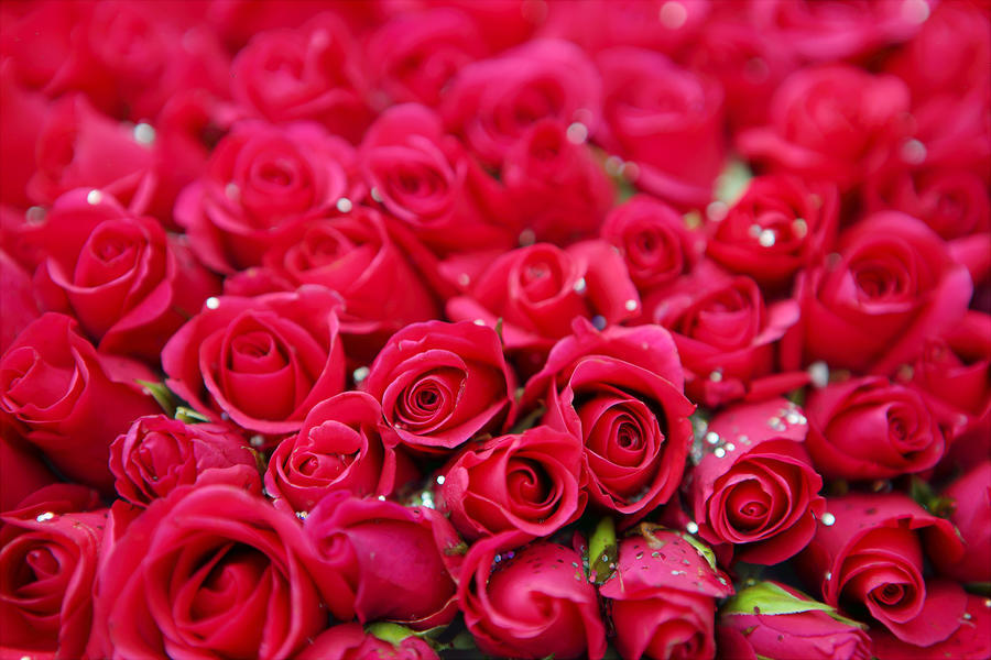 dozens of red roses