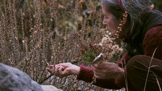 A woman in cold-weather clothes (a sweater and long pants) is crouching in a mass of spiky, thin foliage. In her left hand she holds a cluster of brown stalks and green dandelion-like leaves. With her other hand she reaches out to gently pluck a seed pod from one of the spiked plants in front of her. She is paying attention to the plant.